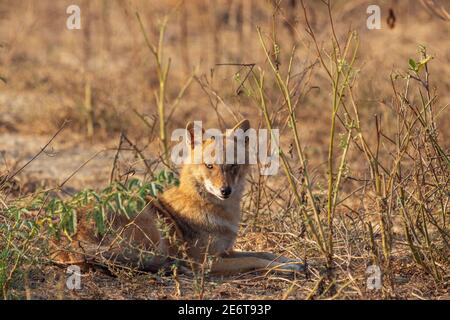 Golden Schakal (Canis aureus) Ruhe auf dem Boden und Blick direkt zur Kamera an einem sonnigen Tag Morgen in Bharatpur Vogelschutzgebiet, Rajasthan Stockfoto