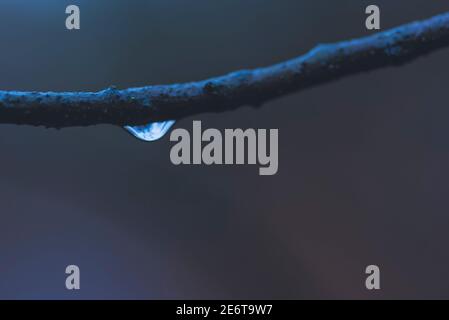 Wassertropfen auf einem Ast, Wassertropfen an einem Ast Stockfoto