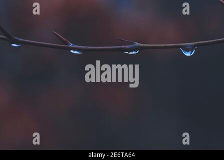 Wassertropfen auf einem Ast, Wassertropfen an einem Ast Stockfoto