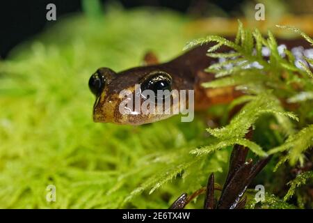 Nahaufnahme einer nächtlichen Ensatina eschschscholtzi in Siskiyou National Wald Stockfoto