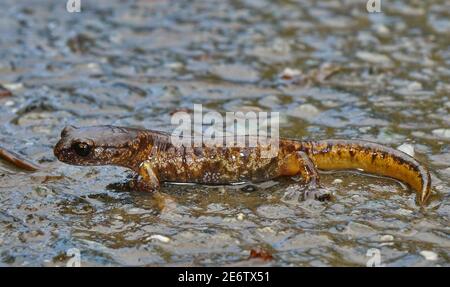 Nahaufnahme eines männlichen gemalt Ensatina , Ensatina eschschotzii picta Stockfoto