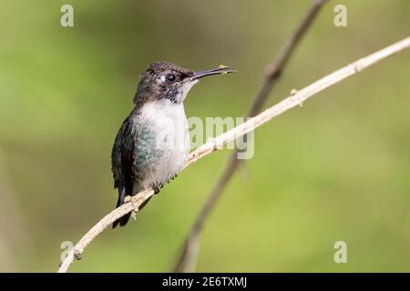 Bienen-Kolibri, Mellisuga helenae, der kleinste Vogel der Welt, männlicher, wild lebender, männlicher Mann auf Grasstock, Zapata, Kuba Stockfoto