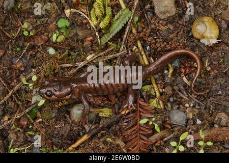 Ein kkolatbrauner Erwachsener des nordwestlichen Salamanders, Ambystoma gracile Stockfoto