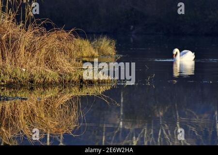 Frankreich, Doubs, Naturgebiet, Allan, Schilf im Winter, Flora, Mute Swan (Cygnus olor) Stockfoto