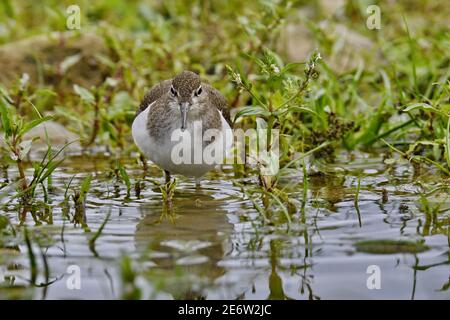 Frankreich, Doubs, Vogel, Küstenvogel, Chevalier guignette (Actitis hypoleucos) Stockfoto