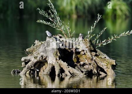 Frankreich, Doubs, Brognard, Allan, Naturgebiet, Wurzel, Grauer Wagtail (Motacilla alba), Chevalier guignette (Actitis hypoleucos) Stockfoto