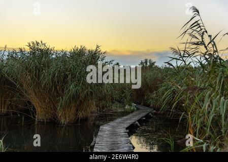 Ein hölzerner Steg am Plattensee, der in einige Schilf führt Am Ufer Stockfoto