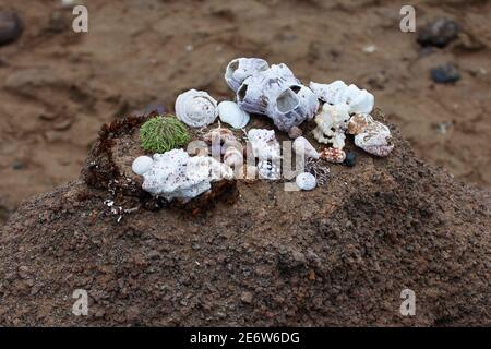 Eine Gruppe von verschiedenen Muscheln von den Galapagos Inseln Stockfoto