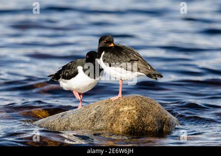 Austernfischer Roosting auf Felsen in Loch. Stockfoto