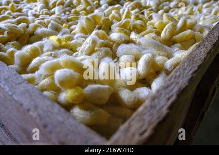 Kambodscha, Kompong Thom, Handwerk, Silk Farm, Kokons Stockfoto