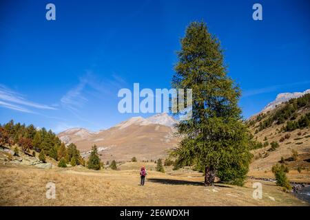 Frankreich, Alpes-de-Haute-Provence, Nationalpark Mercantour, Haute-Hubaye, Wanderer am Fuße einer großen Lärche im Lauzanier-Tal auf dem Wanderweg GR 5 - GR 56 Stockfoto