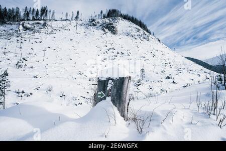 Grün markiert im Winter einen Wanderweg auf einem Baum. Wandern auf den spektakulären Pisten. Wunderschöne Winterlandschaft Stockfoto