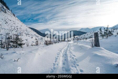 Kalter Winter mit viel Schnee und blauem Himmel. Schneebedeckte Fichten auf dem Hintergrund. Schöne verschneite Winterlandschaft. Stockfoto