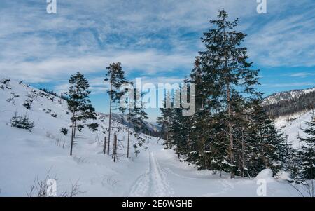 Winterfrostwetter. Wald mit Bäumen und Hügeln am Horizont, Natur von weißem Schnee bedeckt. Magischer Winter schneebedeckter Boden. Der Winter Stockfoto