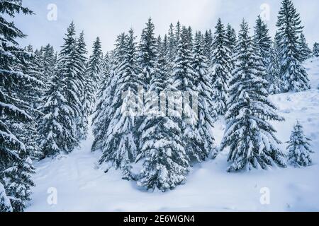 Kalter Winter mit viel Schnee und blauem Himmel. Schneebedeckte Fichten auf dem Hintergrund. Schöne verschneite Winterlandschaft. Stockfoto