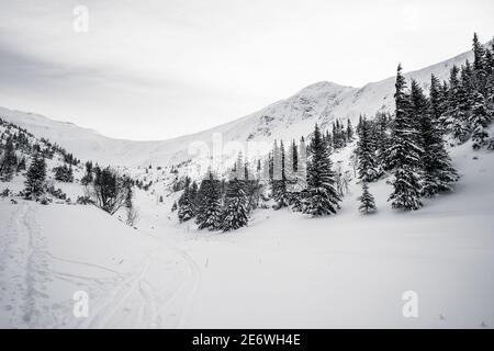 Kalter Winter mit viel Schnee und blauem Himmel. Schneebedeckte Fichten auf dem Hintergrund. Schöne verschneite Winterlandschaft. Stockfoto
