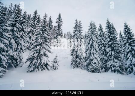 Gefrorene Bäume auf dem Gipfel des Berges. Verschneite Winter Skandinavische Landschaft, Finnland. Fichten bedeckt von Schnee. Malerische und wunderschöne winterliche Szene Stockfoto