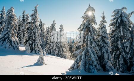 Gefrorene Bäume auf dem Gipfel des Berges. Verschneite Winter Skandinavische Landschaft, Finnland. Fichten bedeckt von Schnee. Malerische und wunderschöne winterliche Szene Stockfoto
