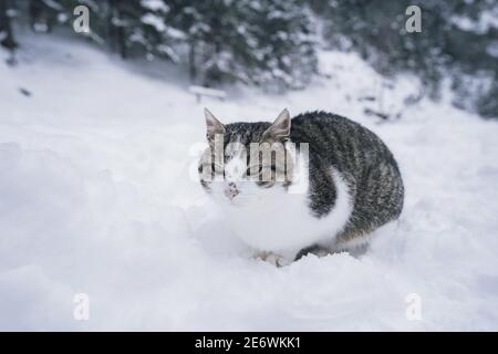 Nette traurige Katze, die im tiefen Schnee im Schneesturm sitzt. Weichfokus Stockfoto