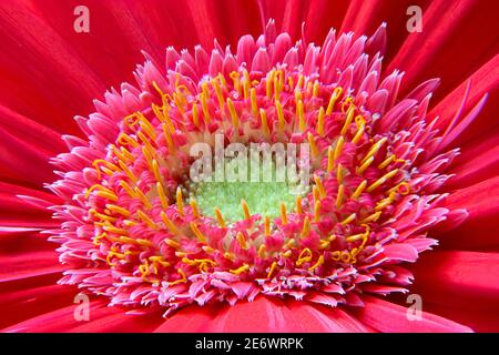Pefection in der Natur. Makro-Fotografie von bunten Gerbera Gänseblümchen (afrikanische Gänseblümchen) zeigt feine Details der inneren, mittleren und äußeren Ringe. Stockfoto