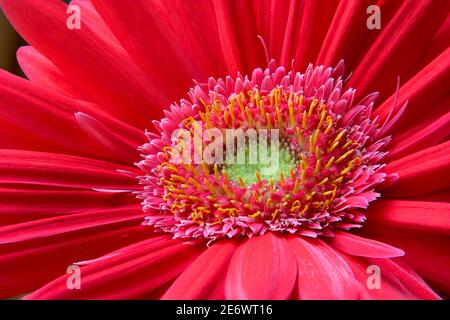 Schönheit in der Natur. Nahaufnahme der einzelnen Gerbera Gänseblümchen (afrikanische Gänseblümchen) mit inneren Ringen und umgebenden leuchtend roten Blütenblättern. Stockfoto
