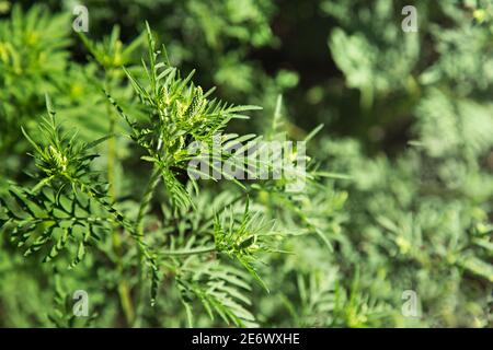 Blühender Ambrosia-Busch. Ragweed Pflanzenallergen, giftiges Wiesengras. Allergie gegen Ambrosia. Blühende Pollen artemisiifolia ist Gefahr Allergen in Stockfoto