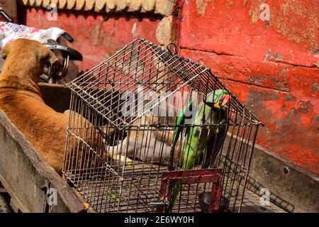 Hund und Käfigpapagei, Varanasi, Indien Stockfoto