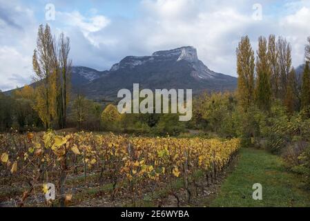 Frankreich, Savoyen, (73) Saint Andre les Marches, die Weinberge und Mount Granier im Herbst Stockfoto