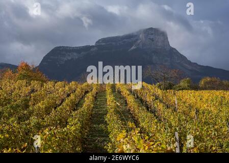 Frankreich, Savoyen, (73) Saint Andre les Marches, die Weinberge und Mount Granier im Herbst Stockfoto