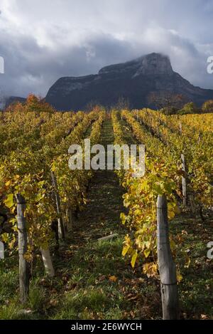 Frankreich, Savoyen, (73) Saint Andre les Marches, die Weinberge und Mount Granier im Herbst Stockfoto