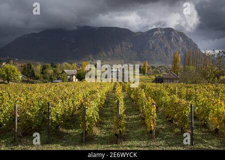 Frankreich, Savoyen, Saint Andre les Marches, die Weinberge und die Felsen von Tormery im Herbst Stockfoto