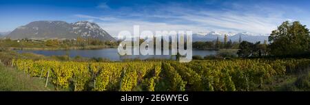 Frankreich, Savoyen, Combe de Savoie, Panoramablick auf die Weinberge und den See Saint Andr? Und Roc de Tormery im Bauges Massiv Stockfoto