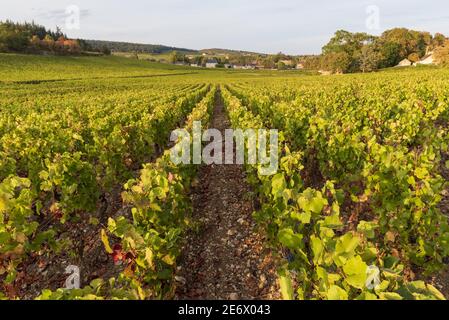 Frankreich, Saone et Loire, Mercurey, Domaine Chateau de Chamirey, der Weinberg Stockfoto