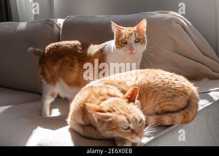 Zwei braune Katzen interagieren auf dem Sofa unter dem Licht Des Fensters Stockfoto