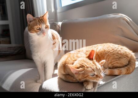 Zwei braune Katzen interagieren auf dem Sofa unter dem Licht Des Fensters Stockfoto