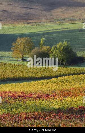 Frankreich, Tarn, Lisle sur Tarn, Gaillac Weinberg im Herbst Stockfoto