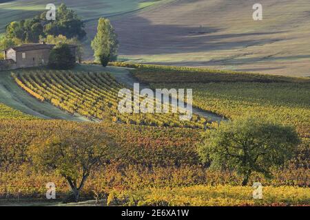 Frankreich, Tarn, Lisle sur Tarn, Gaillac Weinberg im Herbst Stockfoto