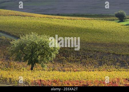 Frankreich, Tarn, Lisle sur Tarn, Gaillac Weinberg im Herbst Stockfoto