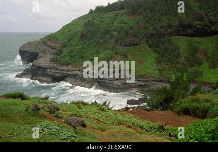 Nene, Hawaiian Goose, Branta sandvicensis, Kilauea Point Vogelschutzgebiet, Kauai, HI 030420 013 Stockfoto