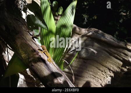 Karibik, Dominica Island, Portsmouth, die Ufer des Indian River, Dominica endemische Anole Baum Eidechse oder Zanndoli (Anolis oculatus) auf einem tropischen Unterholz Stamm Stockfoto