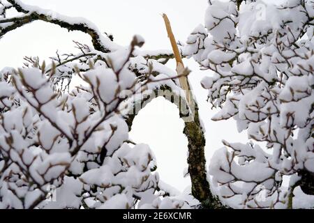 Zweig des Magnolienbaumes im Winter. Es ist wegen des Schnees gebrochen, der stark auf innen wiegt. Ein Beispiel für einen extremen Schneefall in der Schweiz im Jahr 2021. Stockfoto
