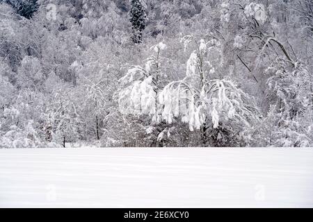 Ausschnitt einer Winterlandschaft im Dorf Urdorf in der Schweiz. Bäume und Sträucher im Hintergrund sind stark mit Schnee bedeckt, Äste gebogen. Stockfoto