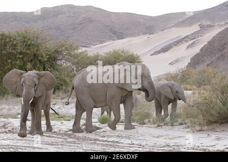 Namibia, Namib-Wüste, Hoamid-Fluss, Wüstenelefanten (Loxodonta africana) Stockfoto