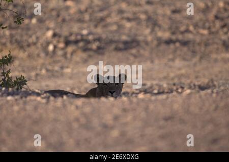 Namibia, Namib-Wüste, Hoamid-Fluss, Wüstenlöwe (Panthera leo) Stockfoto