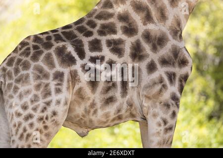 Namibia, Namib-Wüste, Hoamid-Fluss, südliche Giraffe (Giraffa camelopardalis) Stockfoto