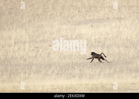 Namibia, Namib Wüste, Hoamid Fluss, Chacma Pavian, (Papio ursinus) Stockfoto