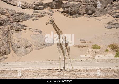 Namibia, Namib-Wüste, Hoamid-Fluss, südliche Giraffe (Giraffa camelopardalis) Stockfoto