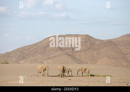 Namibia, Namib-Wüste, Hoamid-Fluss, Wüstenelefanten (Loxodonta africana) Stockfoto