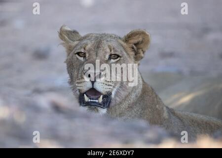 Namibia, Namib-Wüste, Hoamid-Fluss, Wüstenlöwe (Panthera leo) Stockfoto