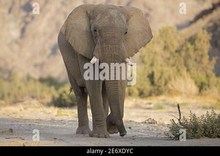 Namibia, Namib-Wüste, Hoamid-Fluss, Wüstenelefanten (Loxodonta africana) Stockfoto